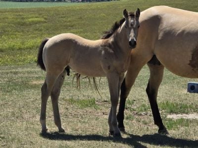 Whiskey Up Ranger JW<BR>AQHA 6494229